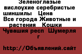 Зеленоглазые вислоухие серебристые шиншилы › Цена ­ 20 000 - Все города Животные и растения » Кошки   . Чувашия респ.,Шумерля г.